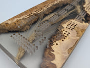One-of-a-kind Imprint brown mallee burl cribbage board with real Saskatchewan-grown wheat, close-up of the inlay, burl grain and playing holes.